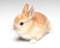 young carroty rabbit on white Royalty Free Stock Photo