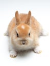 Young carroty rabbit on white Royalty Free Stock Photo