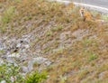 Young Cascade Red Fox At Top of Embankment Royalty Free Stock Photo
