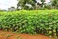 Young cassava field