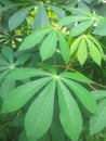 Young cassava leaves