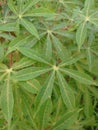 Young cassava leaves are green in color with small red stems that look attractive.