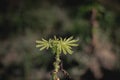 young cassava leaves when it starts growing