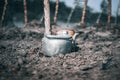 young cassava leaves when it starts growing