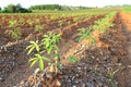 Young Cassava Tapioca Field Red Soil