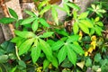 Young Cassava tree