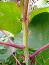 Young cassava trees have thorns but they don& x27;t hurt