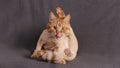 Young castrated and fashionably trimmed ginger cat licking a wound, gray background, Closeup