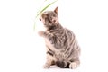 Young cat attack leaf isolated Royalty Free Stock Photo