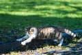 Young cat catching butterfly Royalty Free Stock Photo