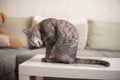 Young cat cleans itself while sitting on a table against the background of the sofa Royalty Free Stock Photo