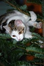 Cat on a Christmas tree Royalty Free Stock Photo