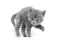 Young cat are in a defensive position and ready to attack Royalty Free Stock Photo