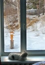 A young cat is dozing on the windowsill. Outside the window is winter and you can see a snow-covered garden, behind a fence a pine Royalty Free Stock Photo