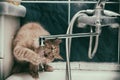 Young cat drinks tap water in the bathroom Royalty Free Stock Photo
