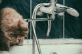 Young cat drinks tap water in the bathroom Royalty Free Stock Photo