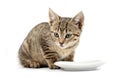 Young cat eating Royalty Free Stock Photo