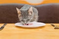 Young cat eating food from kitchen plate Royalty Free Stock Photo
