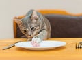 Young cat eating food from kitchen plate Royalty Free Stock Photo