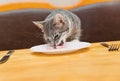 Young cat eating food from kitchen plate Royalty Free Stock Photo