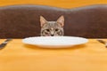 Young cat after eating food from kitchen plate Royalty Free Stock Photo