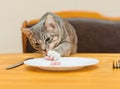 Young cat eating food from kitchen plate Royalty Free Stock Photo