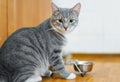 Young cat after eating food from a plate Royalty Free Stock Photo