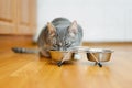 Young cat eating food from a plate Royalty Free Stock Photo