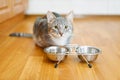 Young cat after eating food from a plate Royalty Free Stock Photo