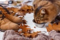 Young cat eating food from a plate. Royalty Free Stock Photo