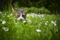 A young cat enjoying the sunshine in the garden.