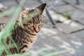 Young cat exploring a garden Royalty Free Stock Photo