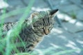 Young cat exploring a garden Royalty Free Stock Photo