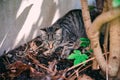 Young cat exploring a garden Royalty Free Stock Photo