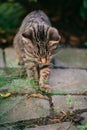 Young cat exploring a garden Royalty Free Stock Photo