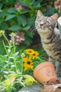 Young cat exploring a garden Royalty Free Stock Photo