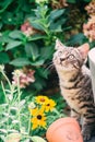 Young cat exploring a garden Royalty Free Stock Photo