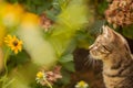 Young cat exploring a garden Royalty Free Stock Photo