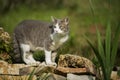 Young cat exploring a summer garden Royalty Free Stock Photo