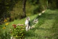 Young cat exploring a summer garden Royalty Free Stock Photo