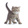 Young cat front view standing isolated