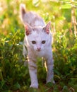 Young cat on green meadow Royalty Free Stock Photo