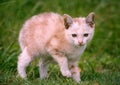 Young cat on green meadow Royalty Free Stock Photo