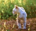 Young cat on green meadow Royalty Free Stock Photo