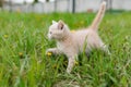 Young cat on green meadow with back light Royalty Free Stock Photo