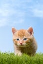 Young cat on green meadow Royalty Free Stock Photo