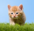 Young cat on green meadow Royalty Free Stock Photo