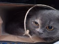 A young cat hidding in the paperbag