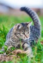 Young cat on hunting grass Royalty Free Stock Photo
