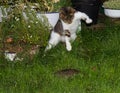 Young cat is hunting a rat.